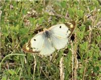 Colias hyale - thumbnail
