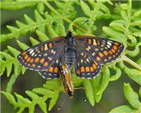 Euphydryas maturna - thumbnail