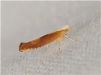 Argyresthia albistria - Rödbrun slånknoppmal - thumbnail