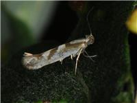 Argyresthia pygmaeella - thumbnail