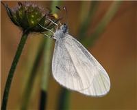 Leptidea juvernica - thumbnail