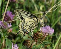 Papilio machaon - thumbnail